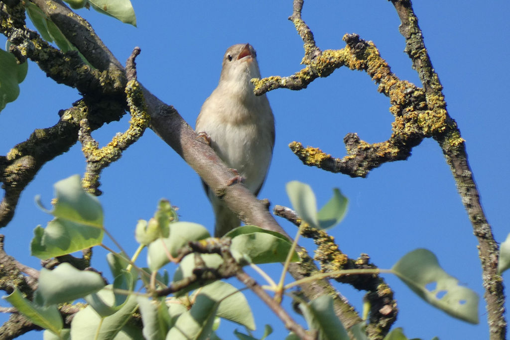 Vogelkundliche Führung am 01.05.2026 in Bönnigheim