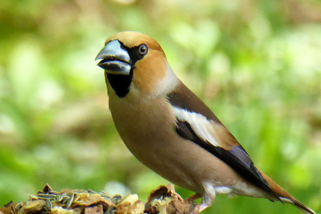 Jahreshauptversammlung und erste vogelkundliche Führung 2026
