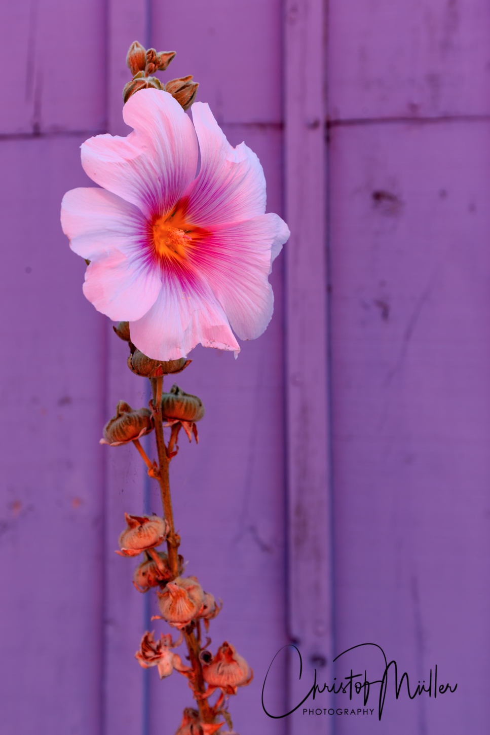 Common Mallow (Malva Sylvestris)