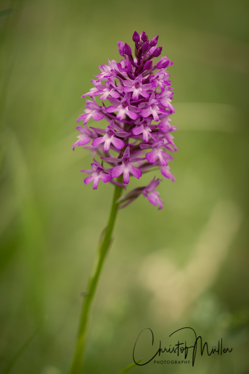 Anacamptis pyramidalis,  Orchis pyramidale (Luxembourg)