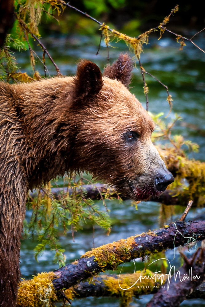 Young Grizzly Bear waiting for an opportunity to catch salmon.