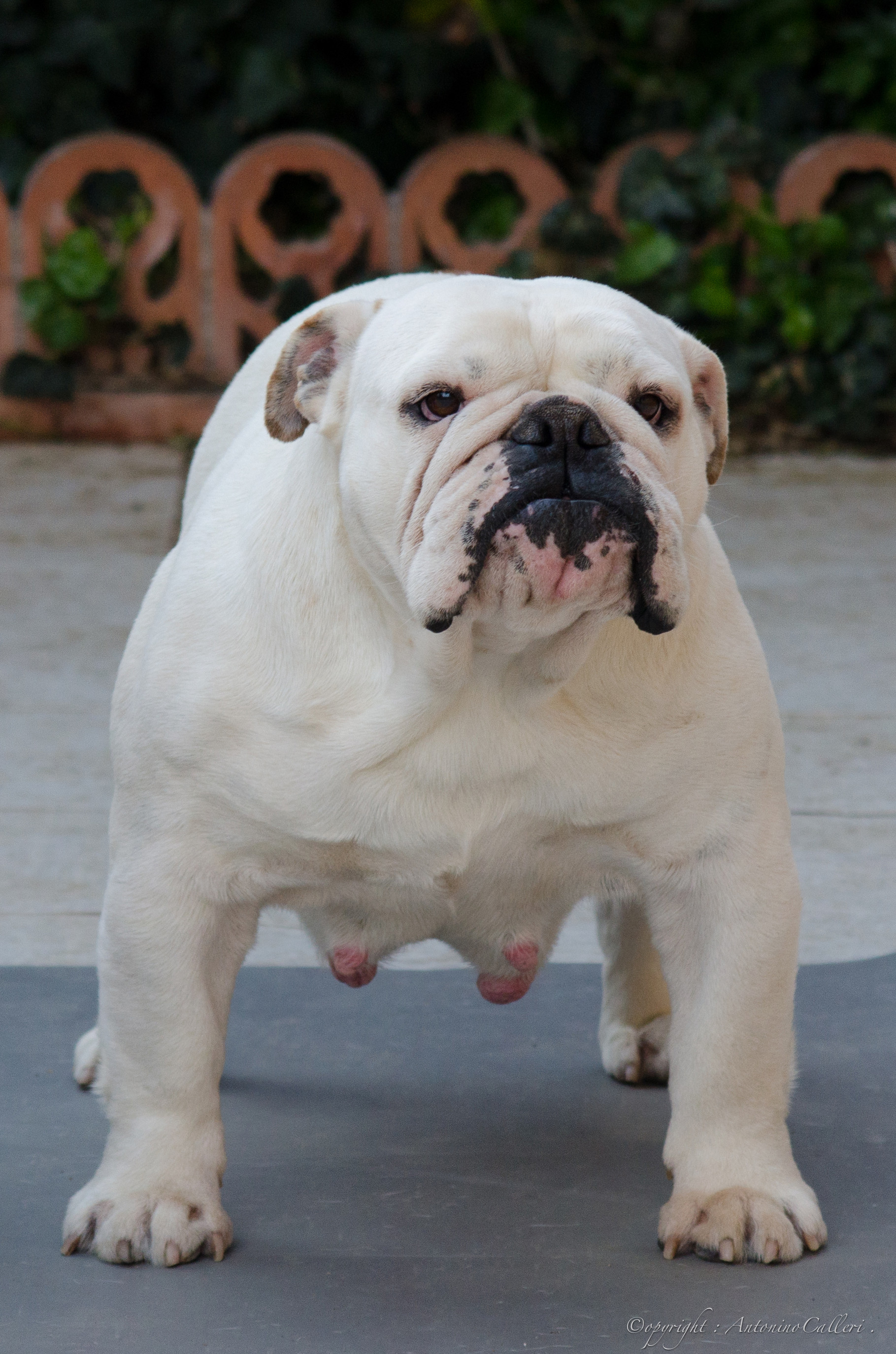 Britishcall White Delicious Allevamento Assobulldog Di Antonino