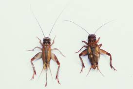 abbildung-heimchen-weiblich-maennlich