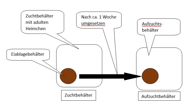 grafik-zuchtbehälter