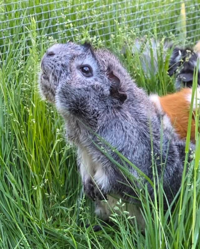 Meerschwein des Monats 