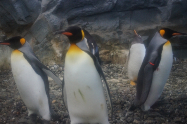 飛べないペンギン 飛べないペンギン10本 とびません。 ペンギン【サン・アロー公式