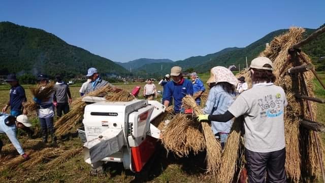 なんでお米作りしているのかと言いますと・・・