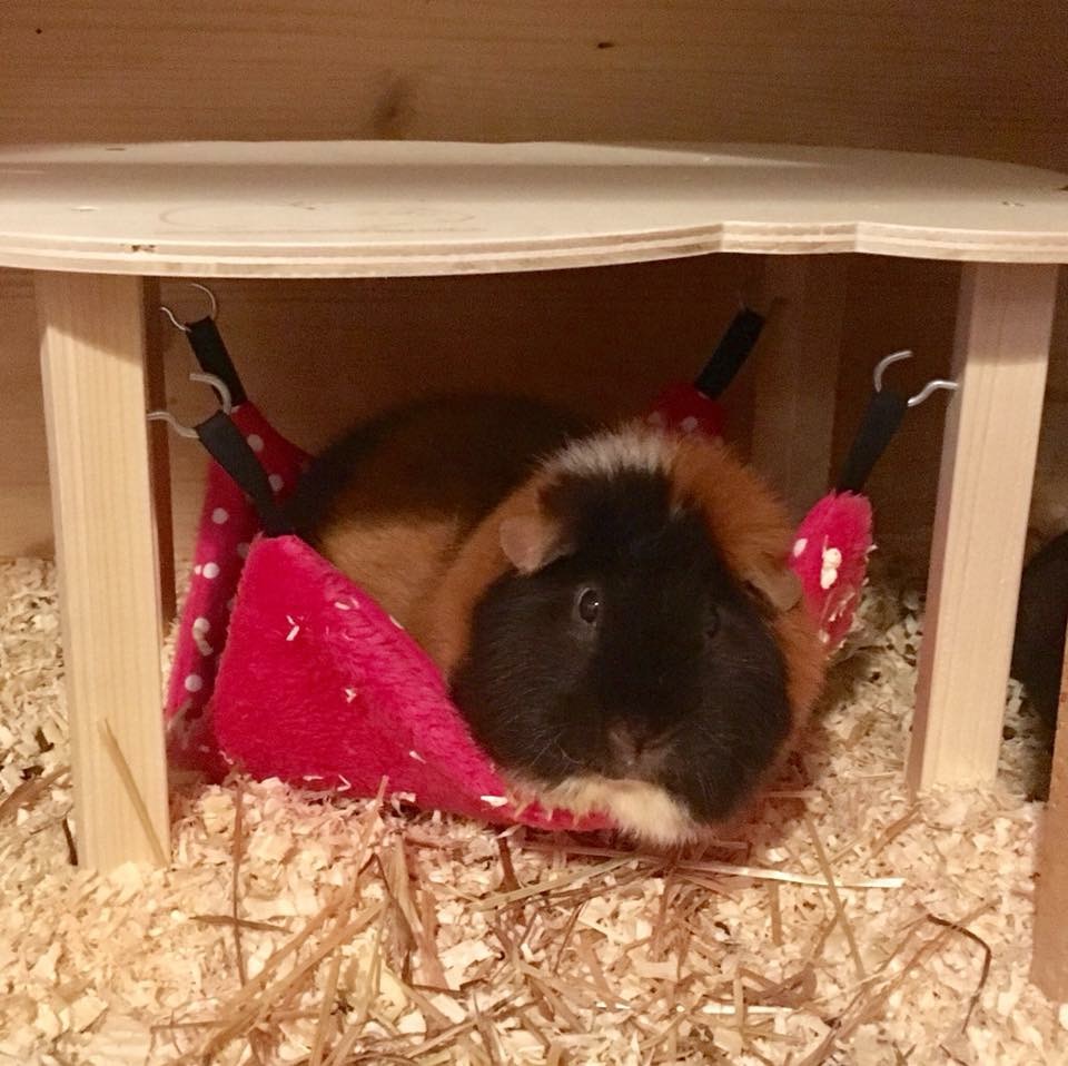 Fotogalerie - Meerschweinchen Zubehör