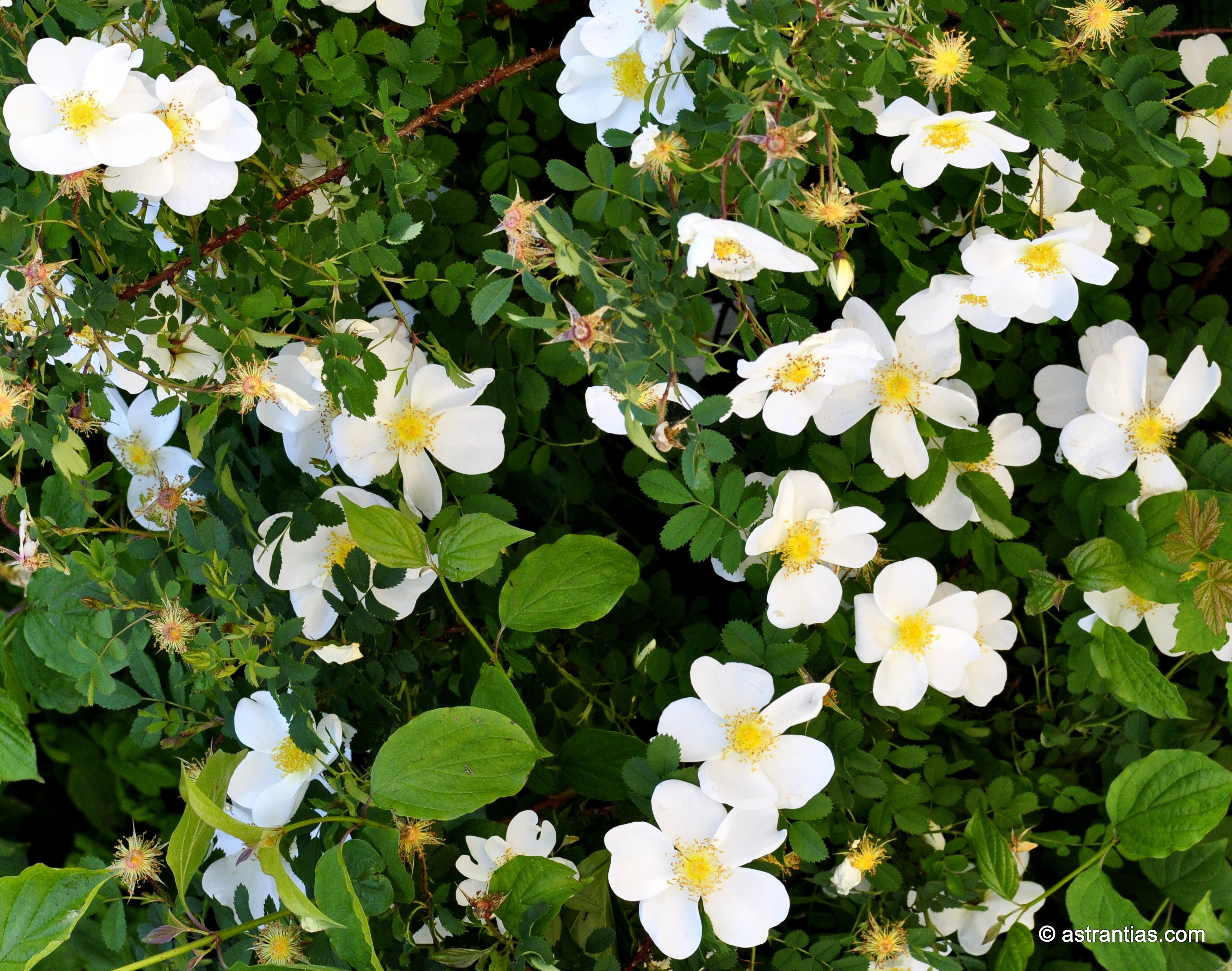 Rosa arvensis - Feld-Rose - Einheimische Wildrosen, Wildbeeren