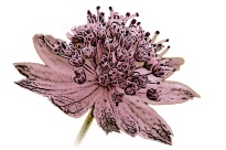 Bio-Gärtnerei AstrantiAs GmbH Wildrosen - Wildfrüchte - Naturgarten-Pflanzen