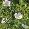 Rosa corymbifera - Busch-Rose