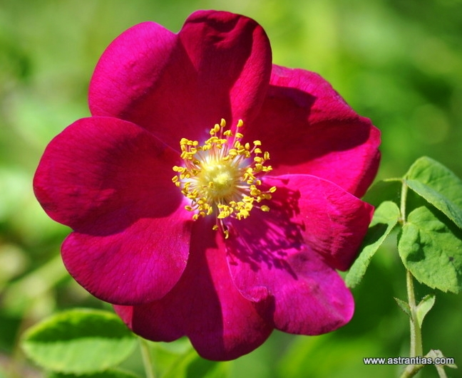 Rosa gallica "Officinalis" - Apotheker-Rose - "Officinalis" Rosier de Provins - Rosa serpeggiante var. "Officinalis" - Historische Rosen - Arzneirose -Duftrose-Artenvielfalt - Ökologie - Biodiversität