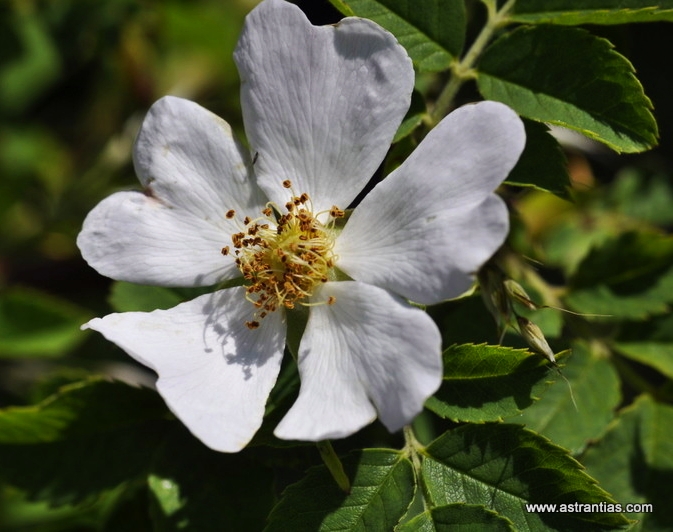 Rosa abietina - Tannen-Rose - Rosier des sapins - Rosa degli abeti - Wildrosen - Wildsträucher - Heckensträucher - Artenvielfalt - Ökologie - Biodiversität - Wildrose