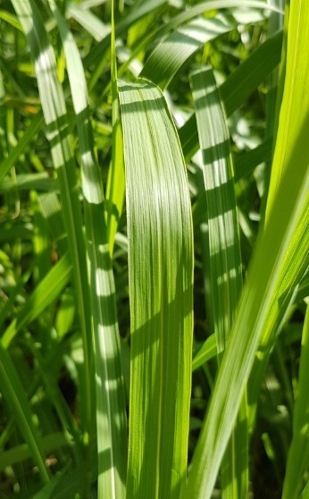 Klimawandel und Gefühle: Gras, Insekt, Mensch - Wir sind alle Lebewesen