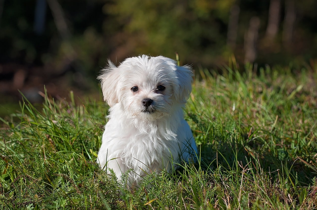 De Ware Zorg voor je Hond: Waarom Liefde, Mentale Uitdaging en Voeding Belangrijker Zijn dan Je Denkt
