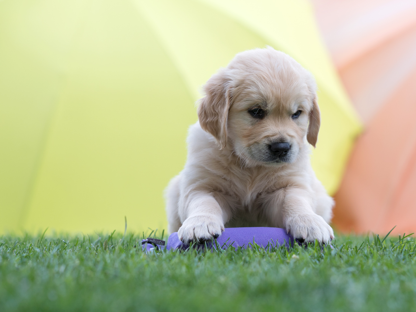 Golden Retriever Welpen in Tirol kaufen - Image