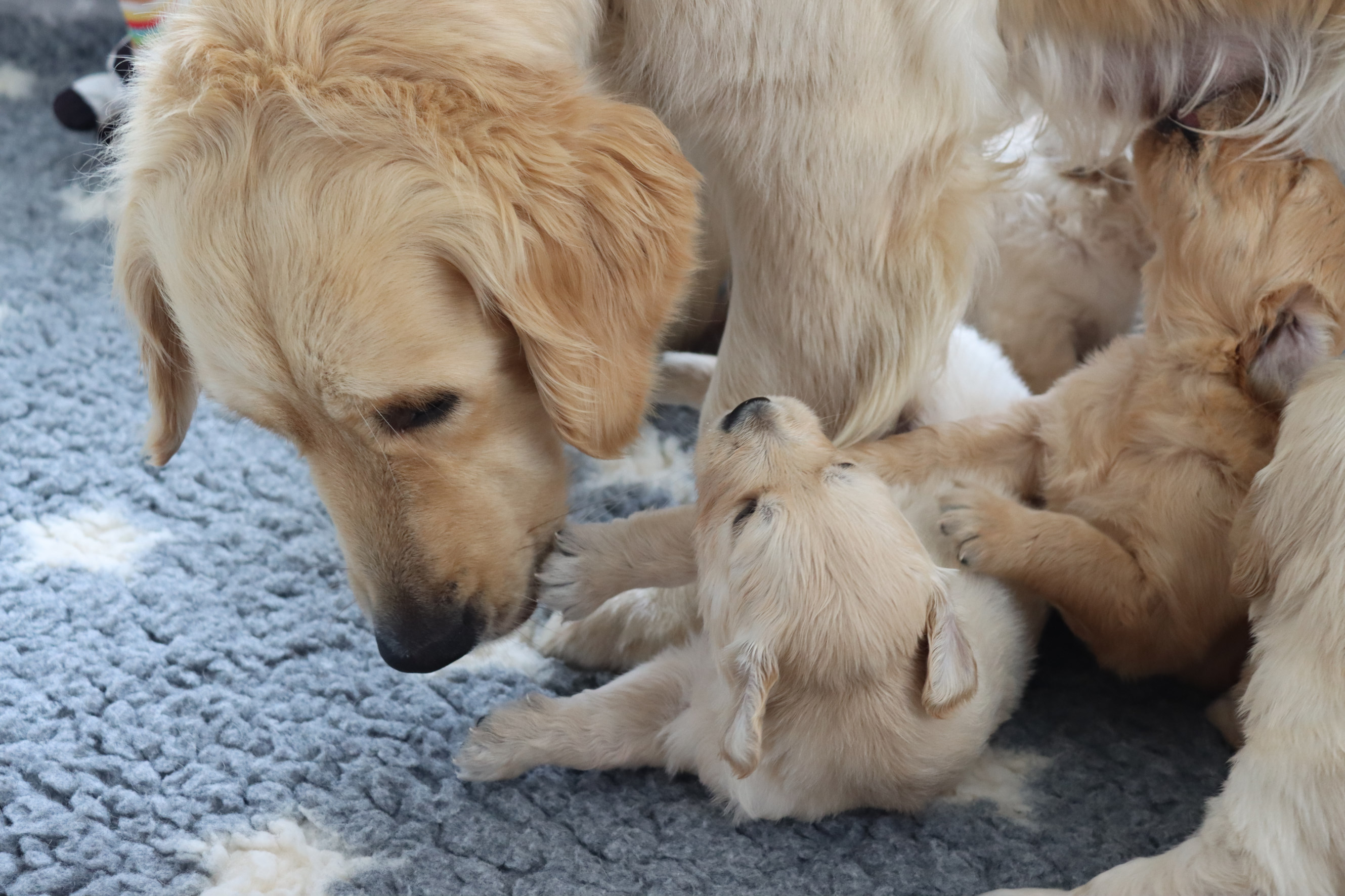 Aktuelle Wurfplanung - Image