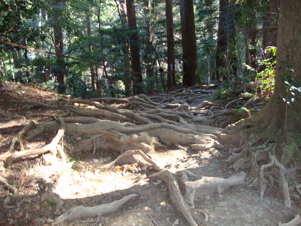 木の根道