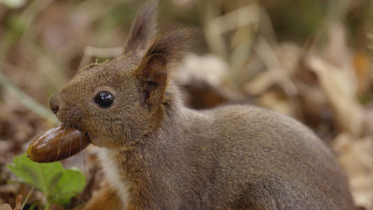 L’écureuil s’applique à enterrer des milliers de glands, en prévision de l’hiver. © Boréales