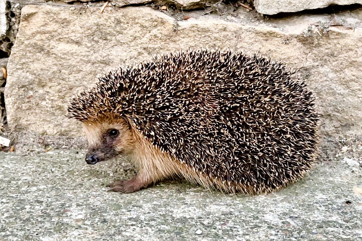 Hilfe für die Stachelritter (Igel)