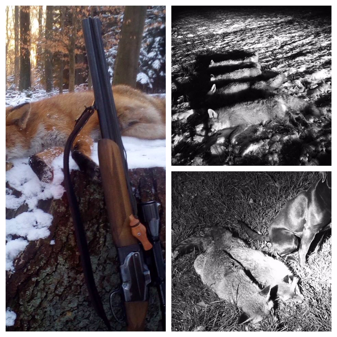 Reizjagd und Lockjagd im Schnee-auf die reifen Bälge