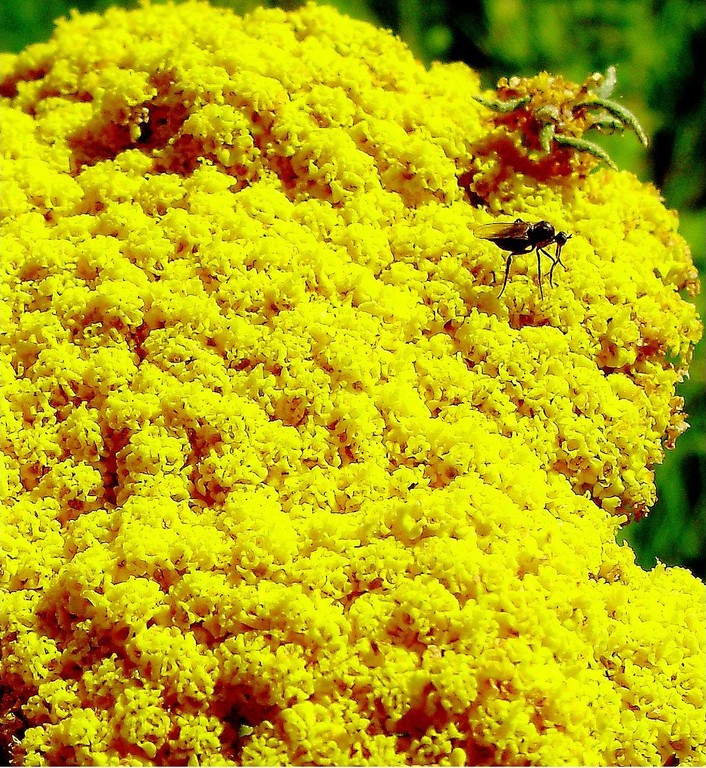 repas jaune