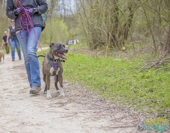„Stoppt den Leinenkrieg – Schluss mit Druck, Ruck und Würgegriff“