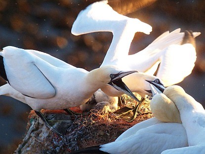 Basstölpel (Helgoland)