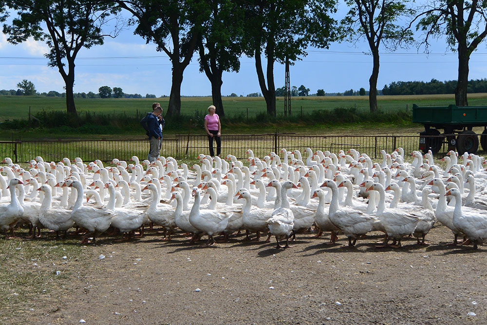 未使用品　高級羽毛　かいまき　水鳥羽毛100％　140×190　日本製 未使用品 高級羽毛 かいまき 水鳥羽毛100％ 140×190 日本製