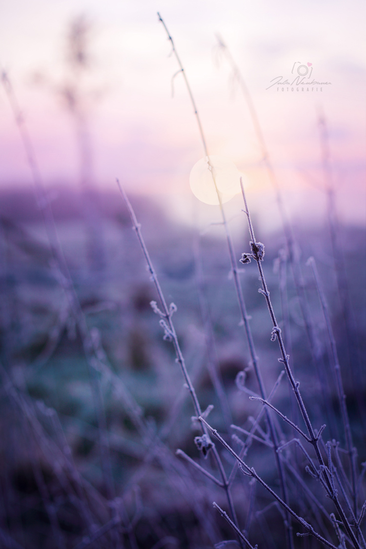 Blumen_Die Roadies_Landschaft_Fotografin Julia Neubauer