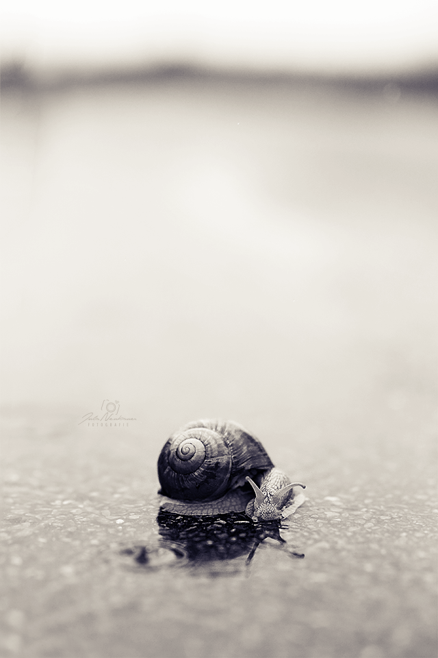 Schnecke_Regen_Die Roadies_Landschaft_Fotografin Julia Neubauer