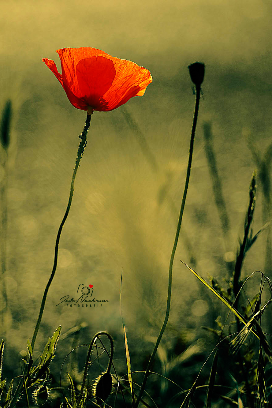 Blumen_Mohn_Die Roadies_Landschaft_Fotografin Julia Neubauer