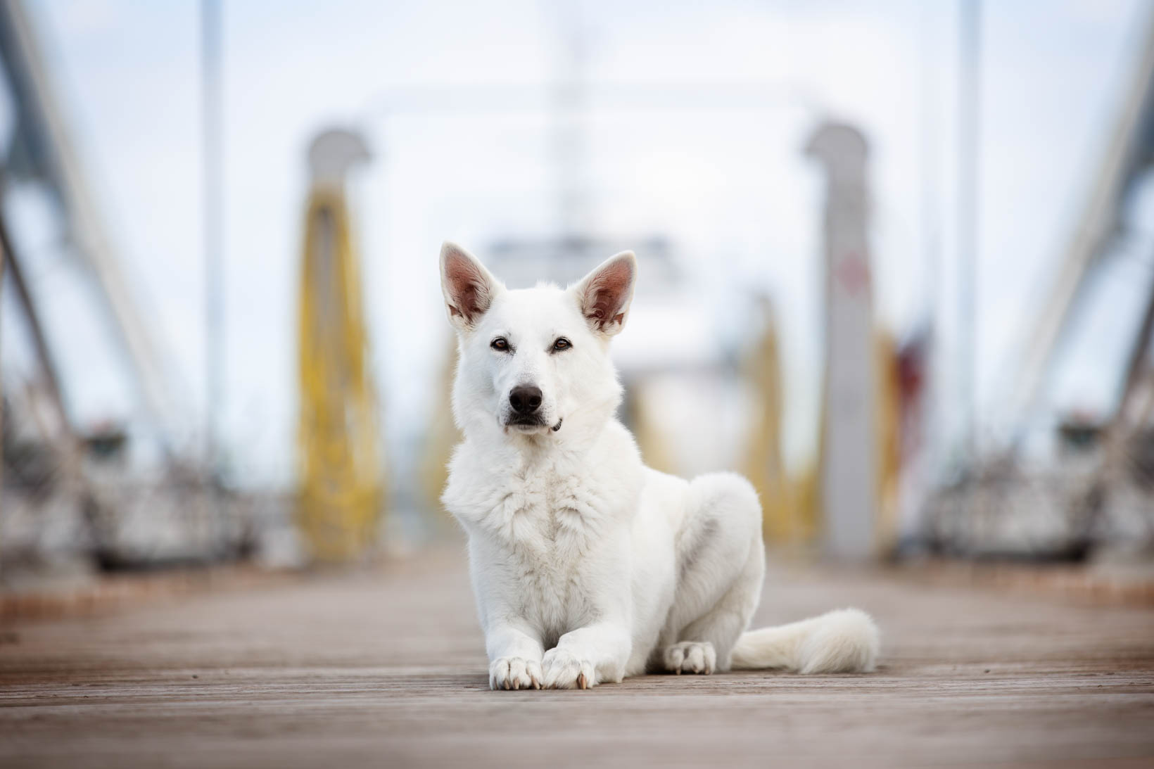 wie Hund fotografieren_Tierfotografie_Hundefotos klappen nicht