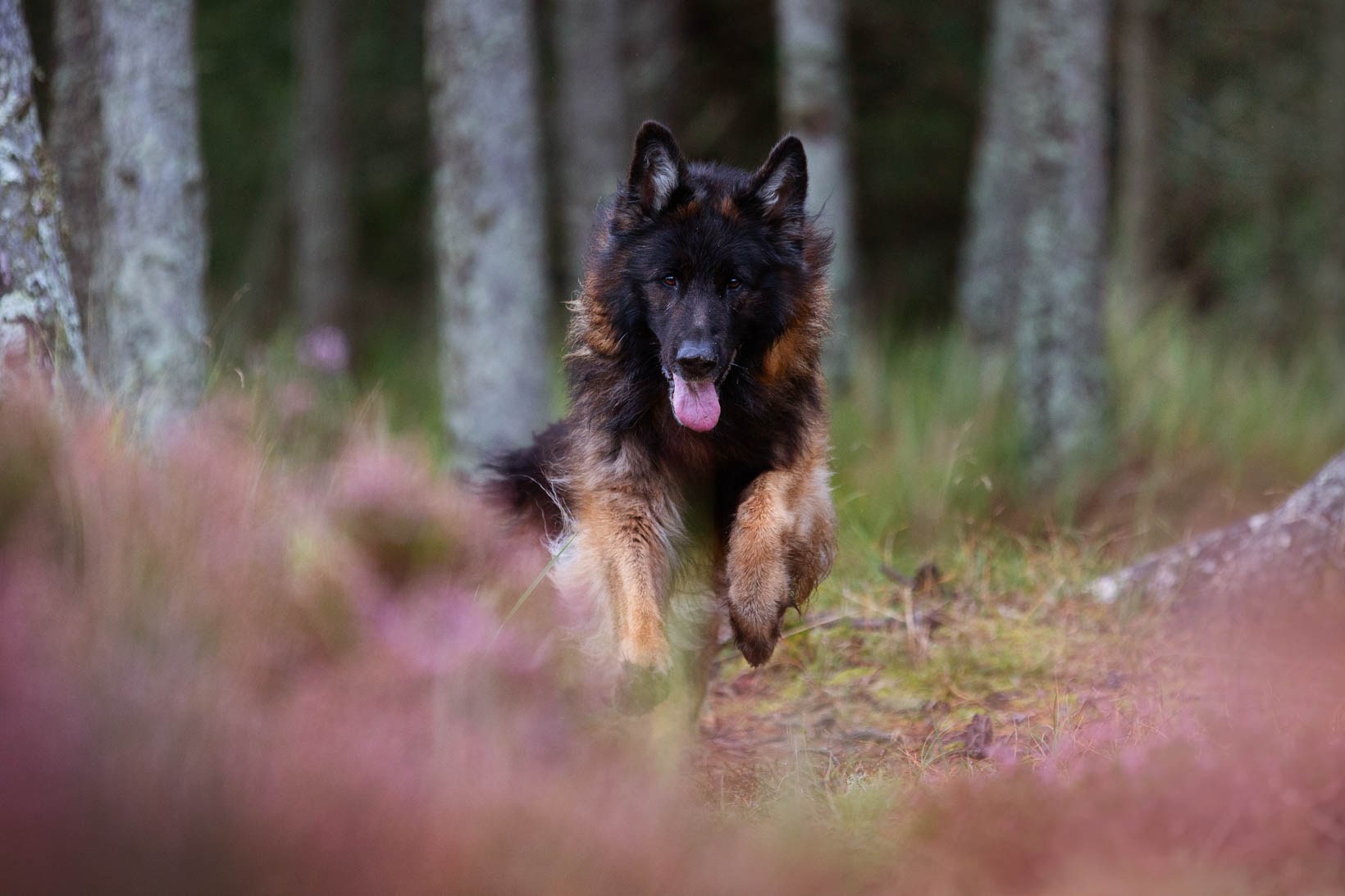 rennenden Hund fotografieren_Hund in Bewegung