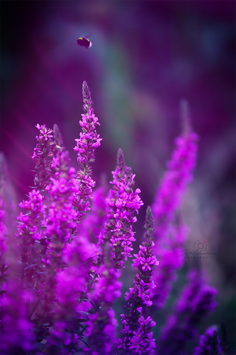 Blumen_Die Roadies_Landschaft_Fotografin Julia Neubauer