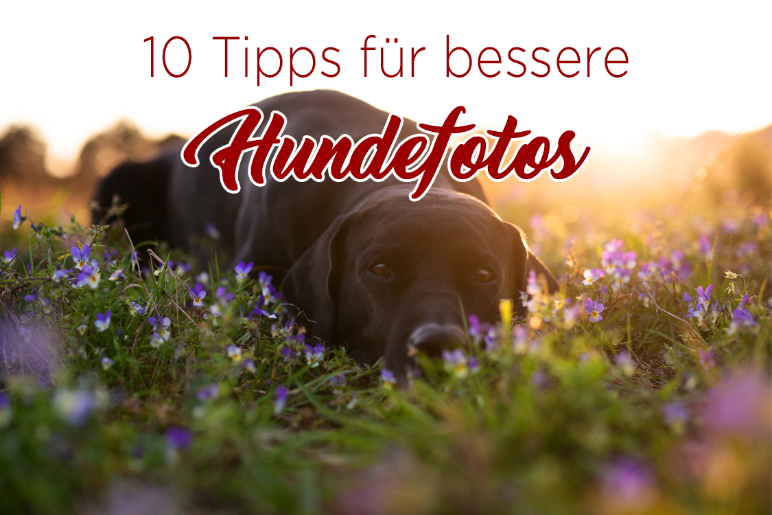 10 Tipps bessere Hundefotos_Hundefotografie_wie Hunde fotografieren