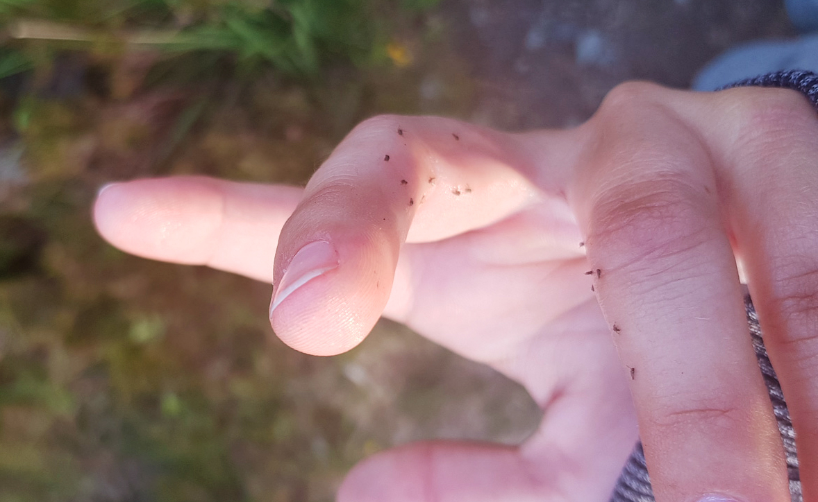 Midges_Schottland_Mücken_Plage_Erfahrungen _Wohnmmobil