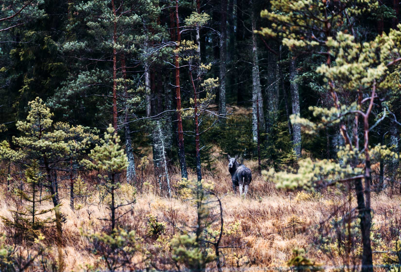 Elch_Schweden_Wohnmobil_Fähre_Erfahrungen