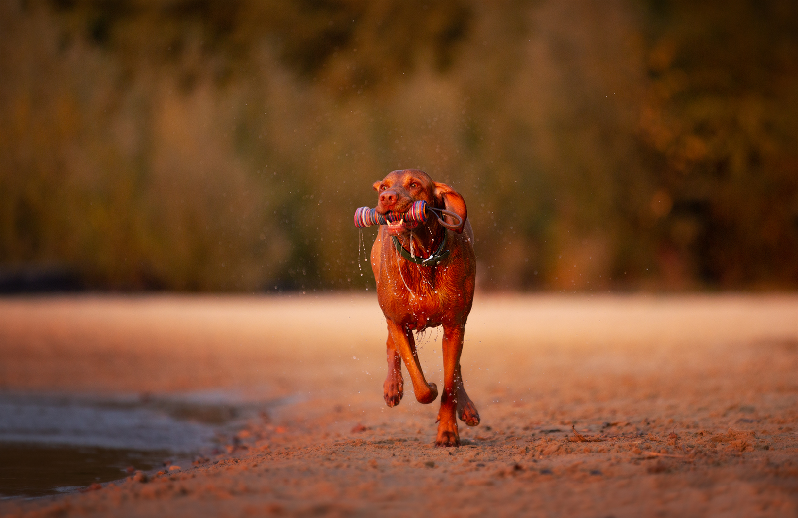 rennenden Hund fotografieren_Hund in Bewegung