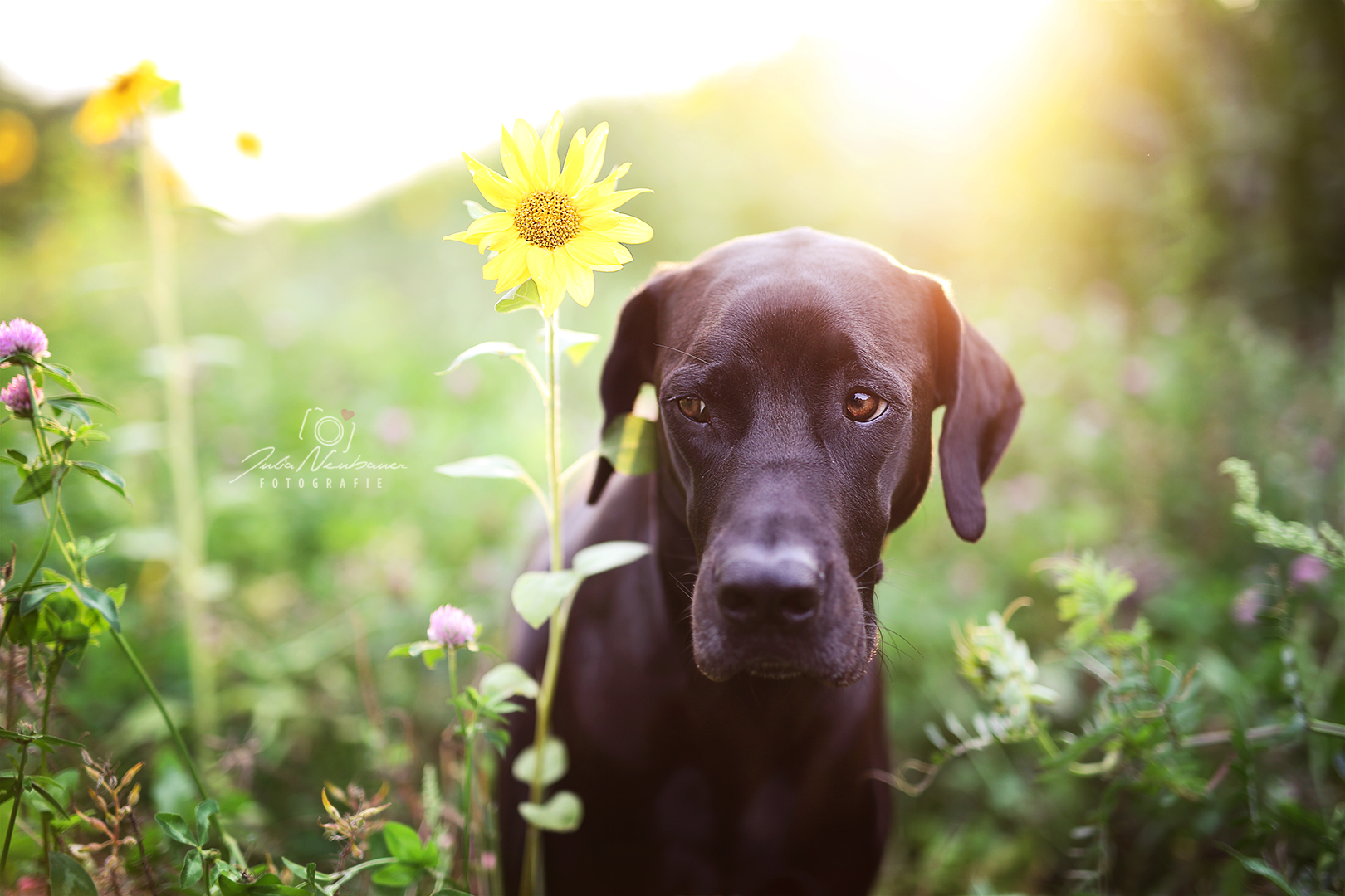 bessere Hundefotos_richtig Fokussieren bei Hunden