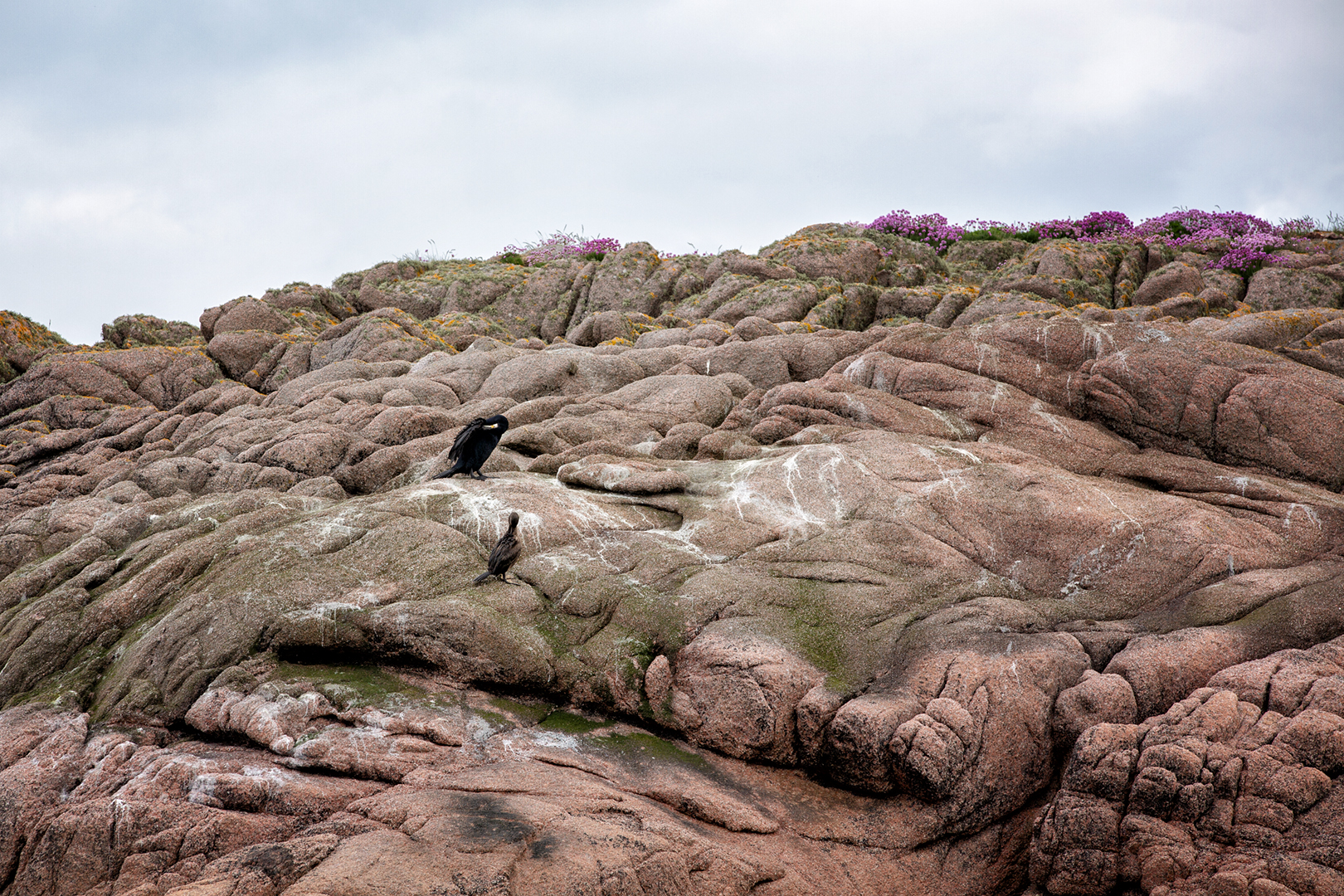 Staffa_Schottland_Bootfahrt_Hund_Wohnmobil_Erfahrungen