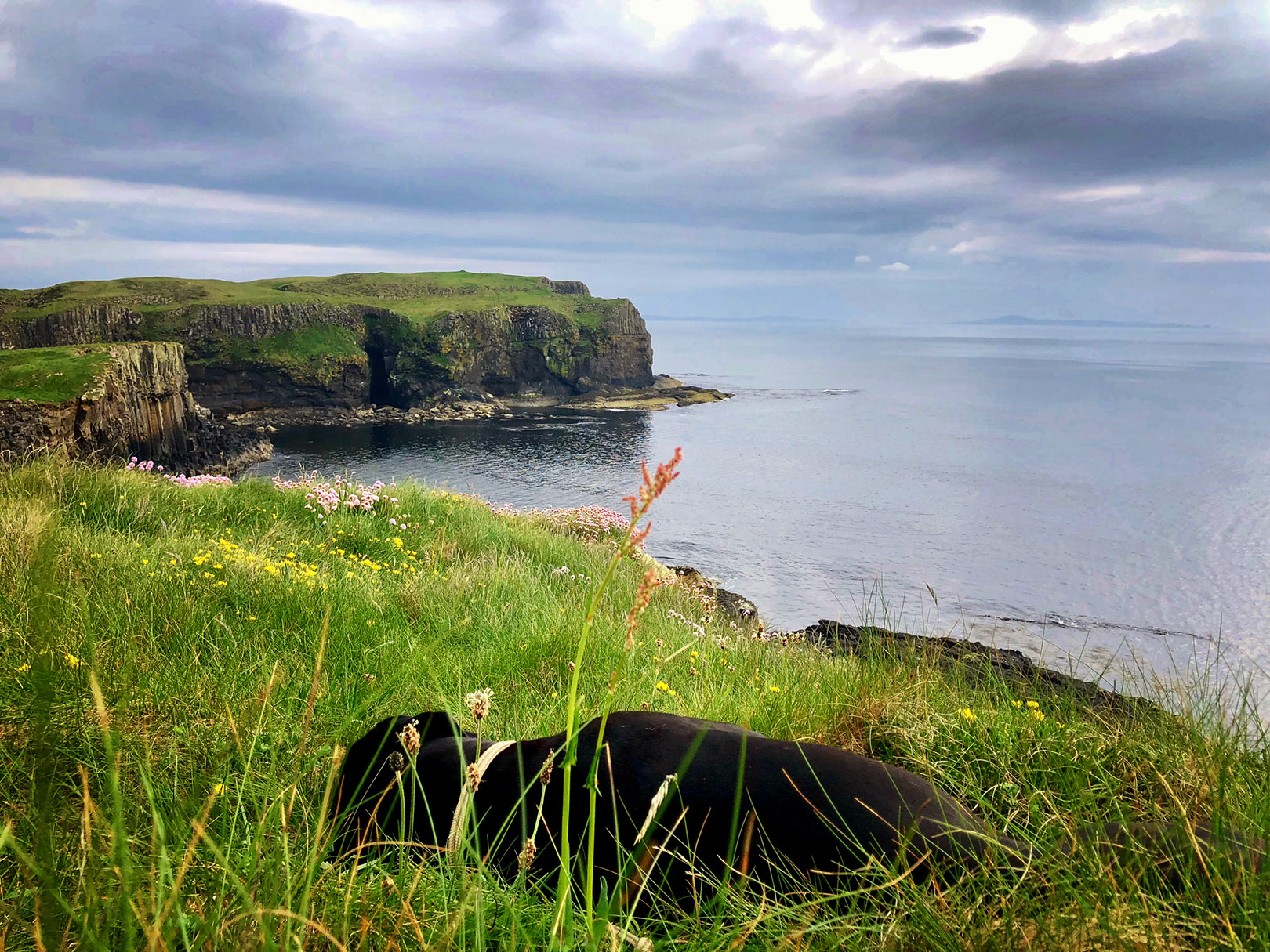 Staffa_Schottland_Bootfahrt_Hund_Wohnmobil_Erfahrungen