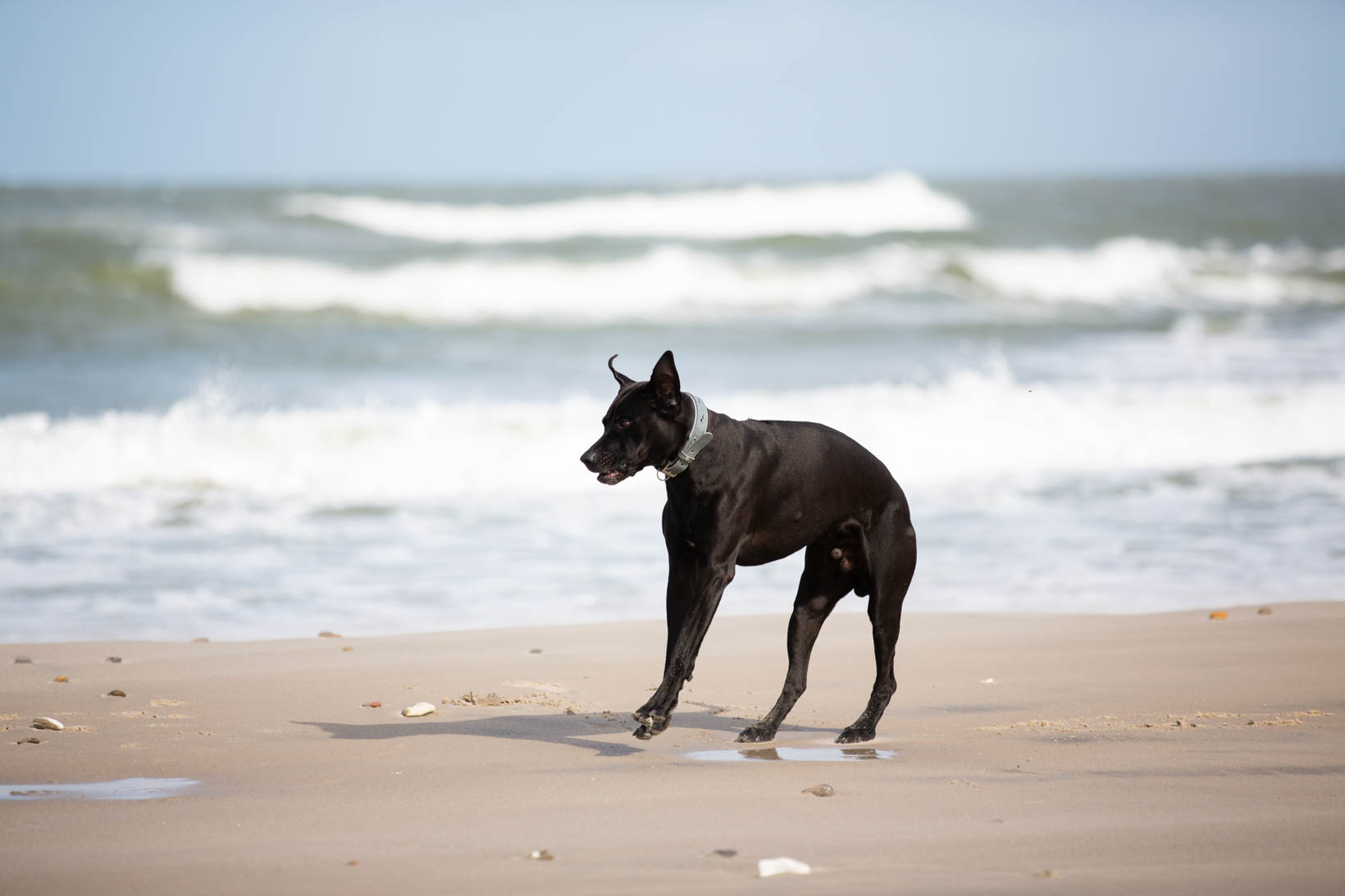 Das Lederband_Halsband_Hundehalsband_Hund 