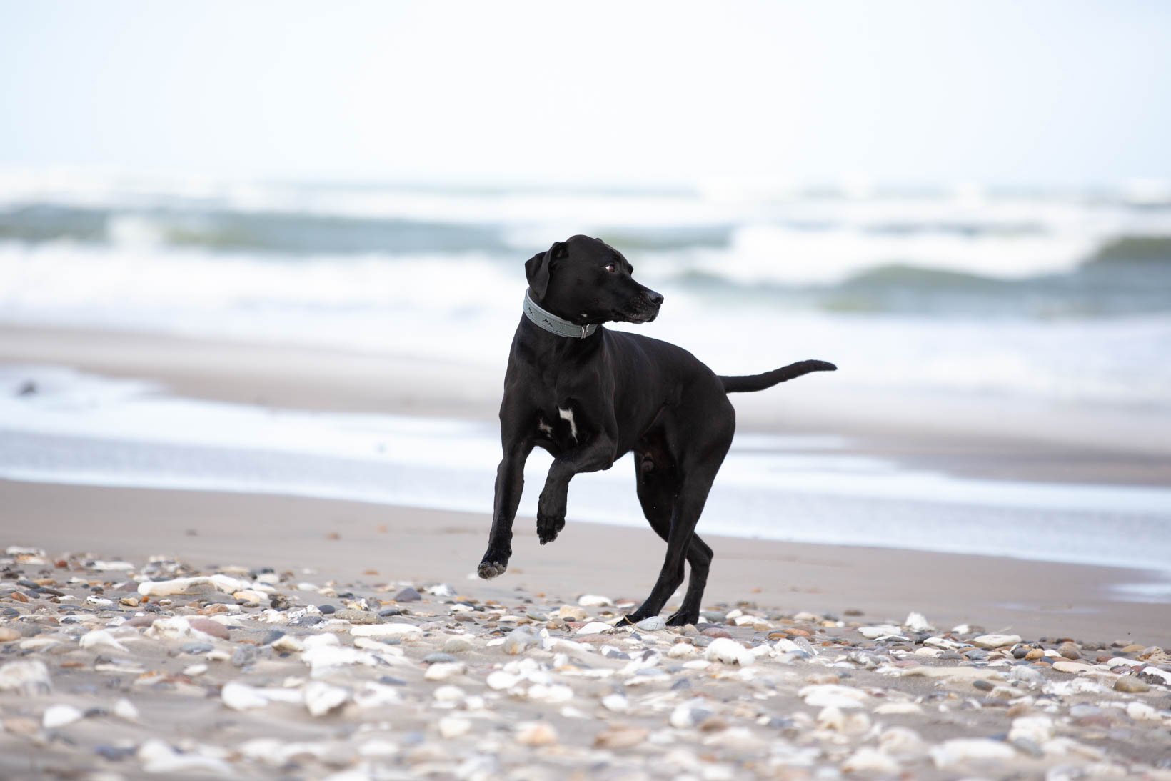 Das Lederband_Halsband_Hundehalsband_Hund 