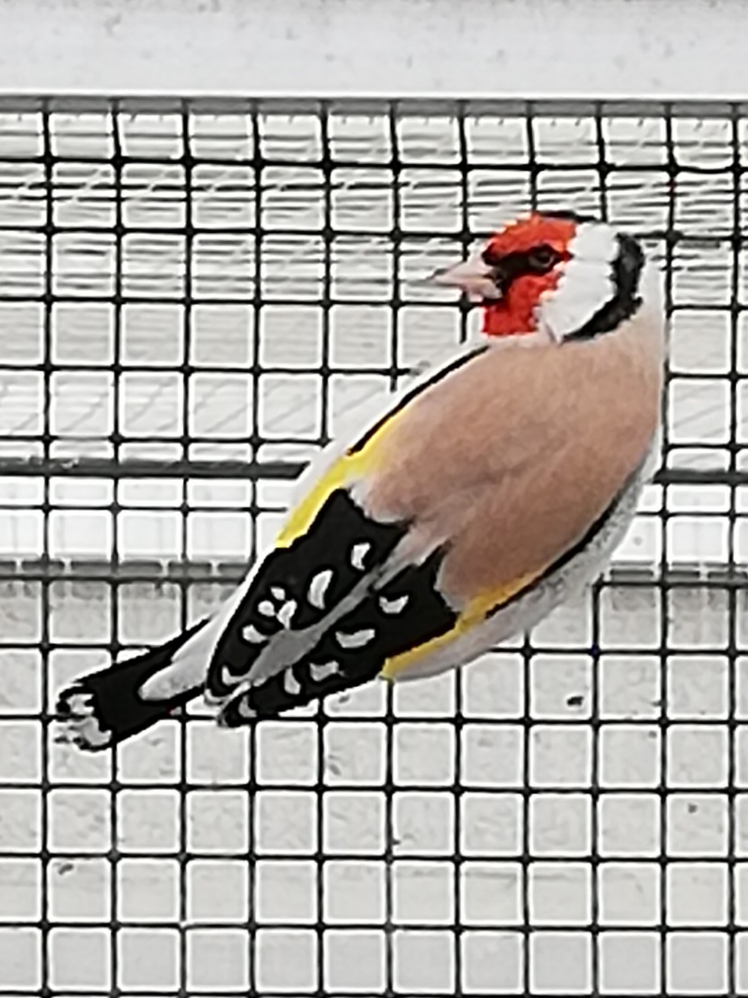 VRAAG EN AANBOD - Europese cultuurvogels kweken door Hugo Jolling