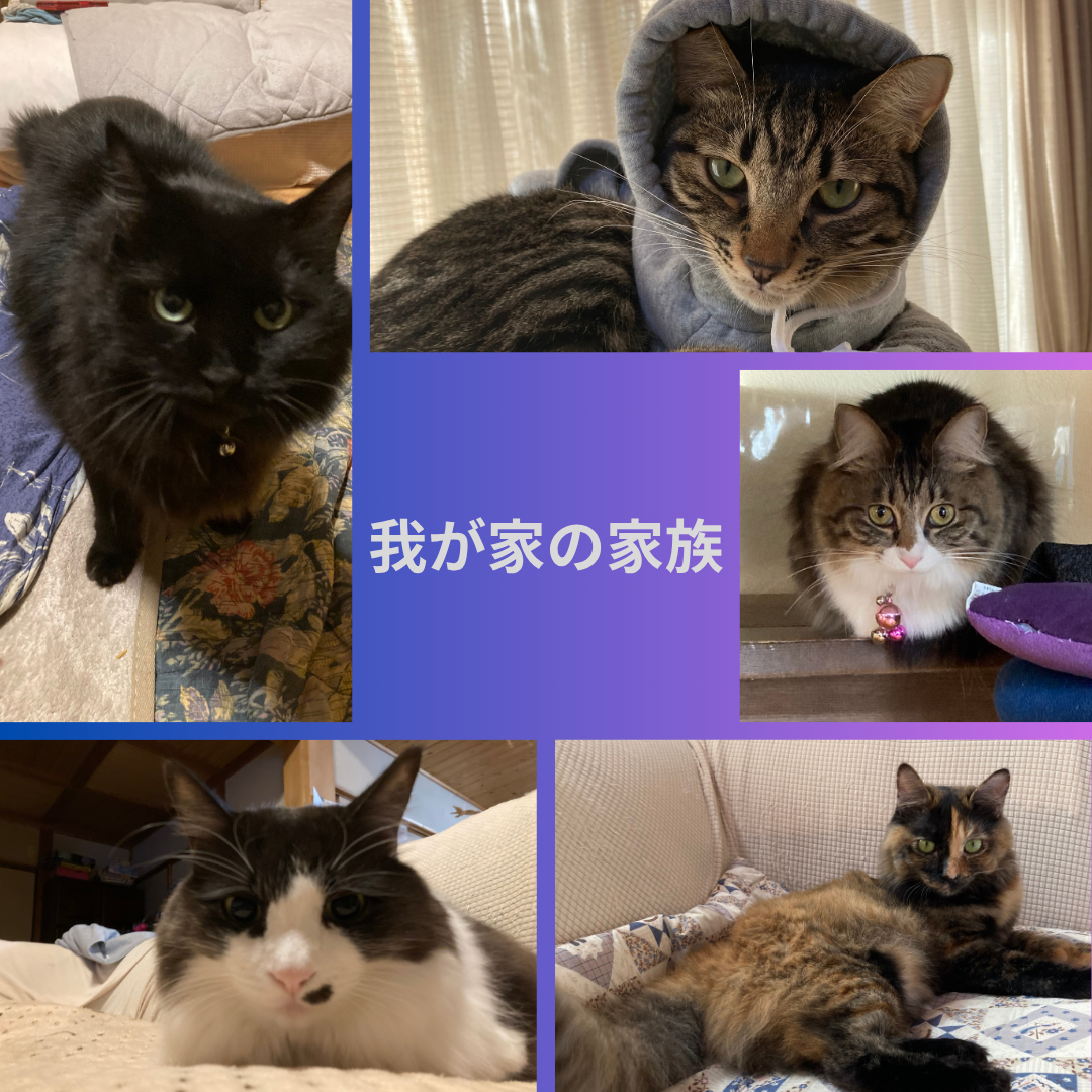 我が家の5匹の家族を紹介します😸