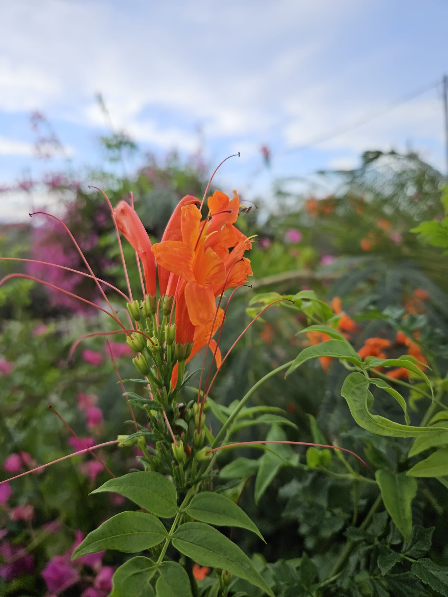 Bloemen
