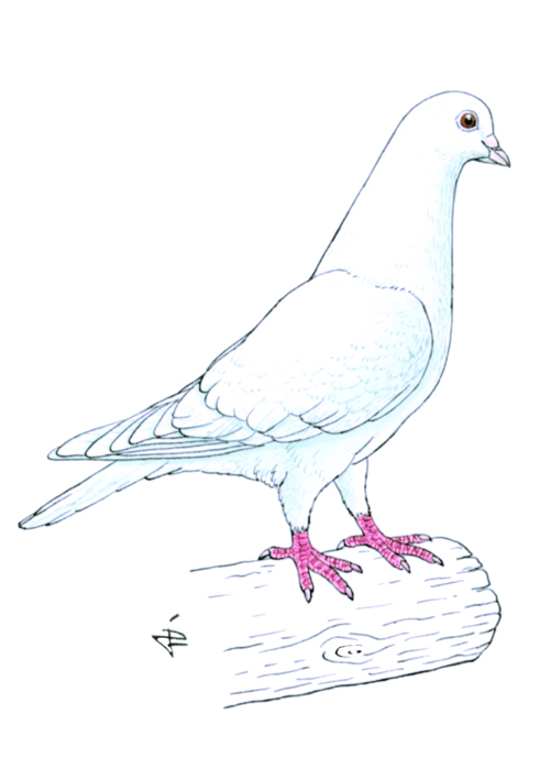 Renaisien
