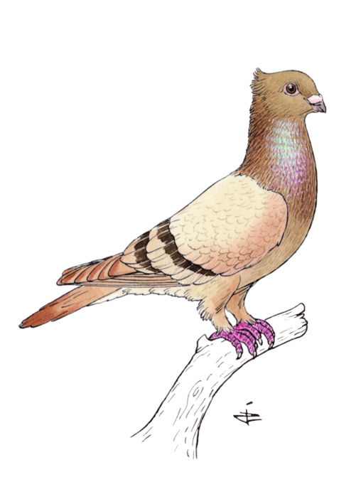 Lucernois