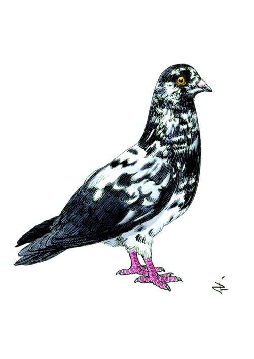 Culbutant français